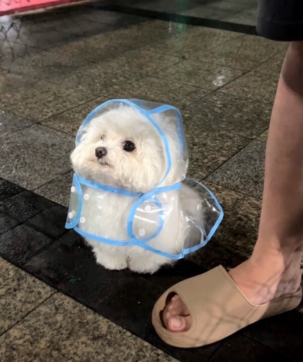 퇴근길에 보기 좋은 강아지 우비 짤_1.jpg