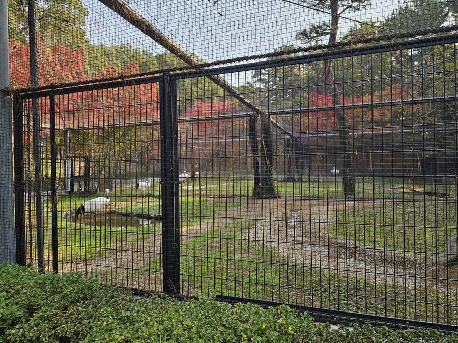 일본 세토내해 늦가을 단풍여행 - 3.오카야마-구라시키_35.jpg