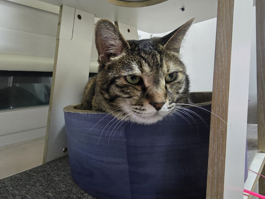 하품하는 야옹이_6.jpg