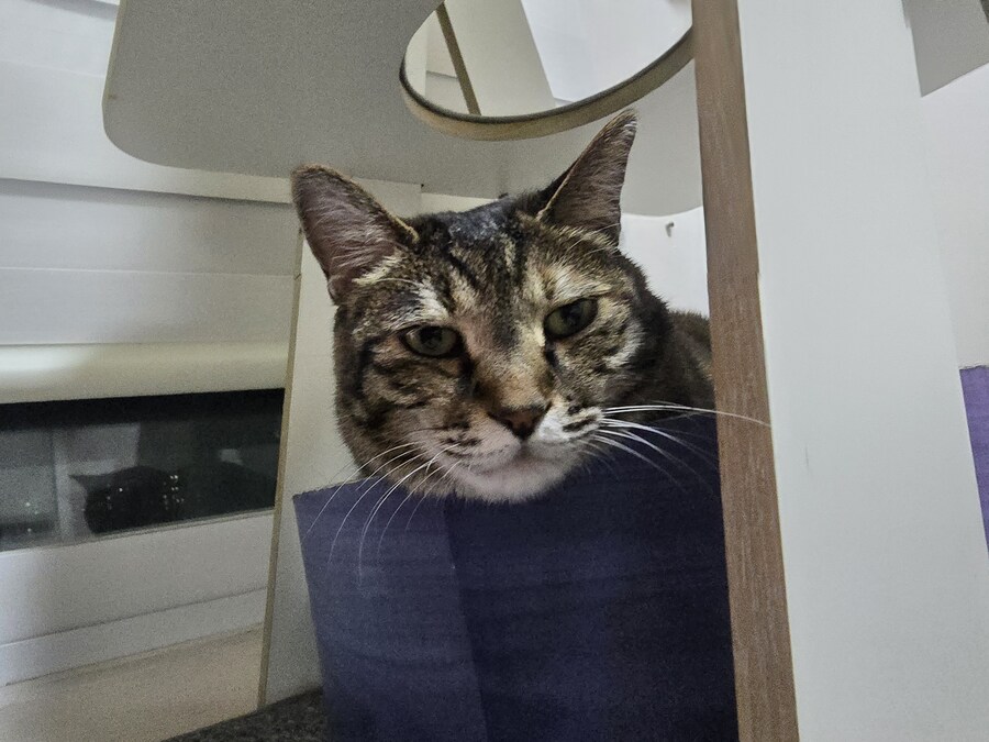 하품하는 야옹이_5.jpg