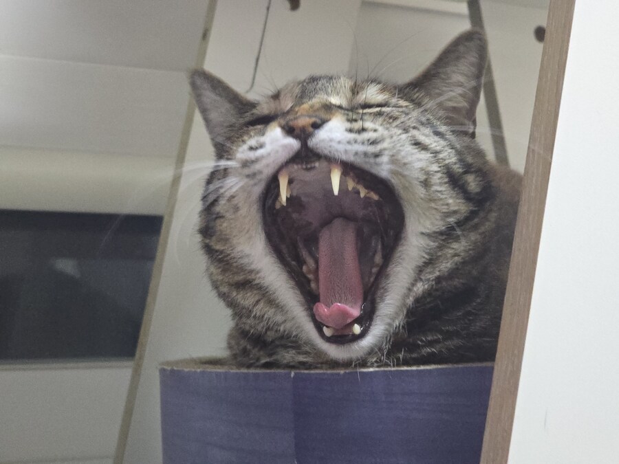 하품하는 야옹이_3.jpg