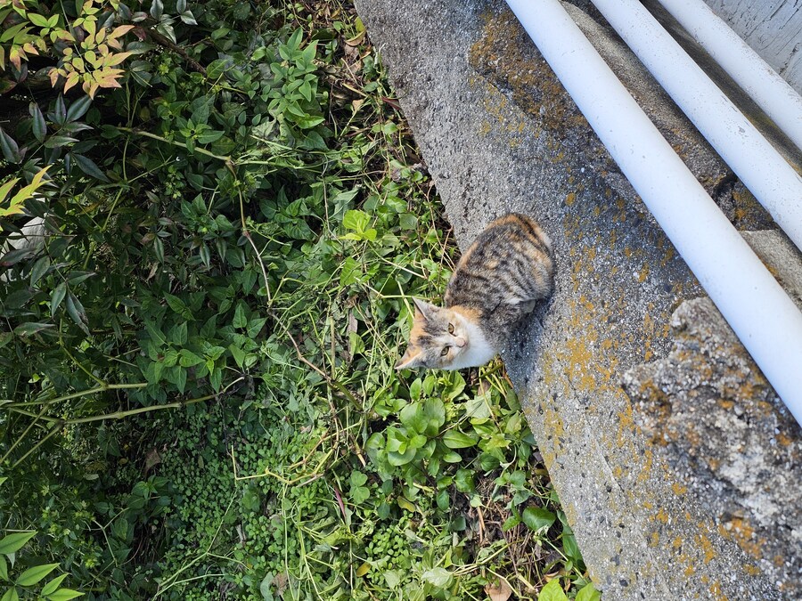 일본 세토내해 늦가을 단풍여행 - 4.오노미치-후쿠오카_36.jpg