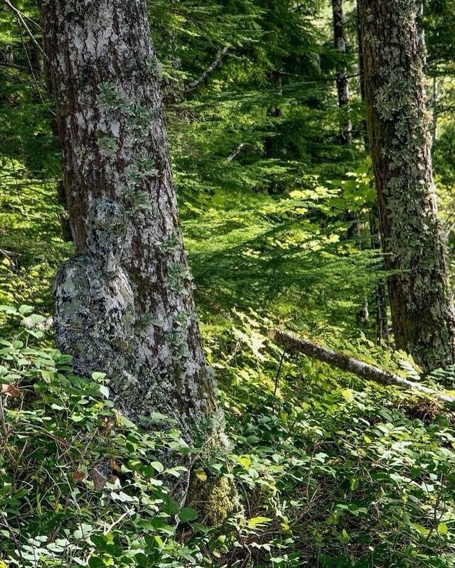 위장복 입는 이유...._2.jpg