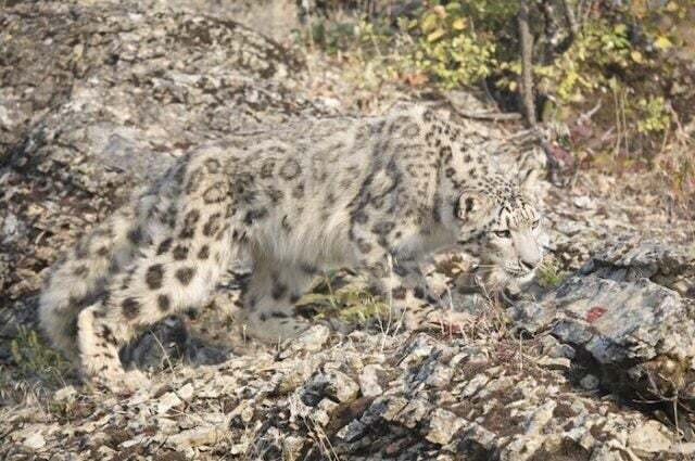 ??? : 5초안에 못찾으면 눈표범이 습격합니다!_2.jpg