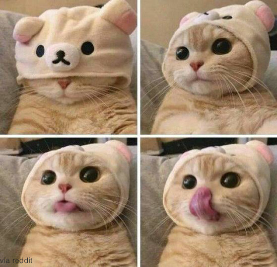 혈압주의)'근첩들의 실체'라고 불리는 짤의 진실 jpg._7.jpg