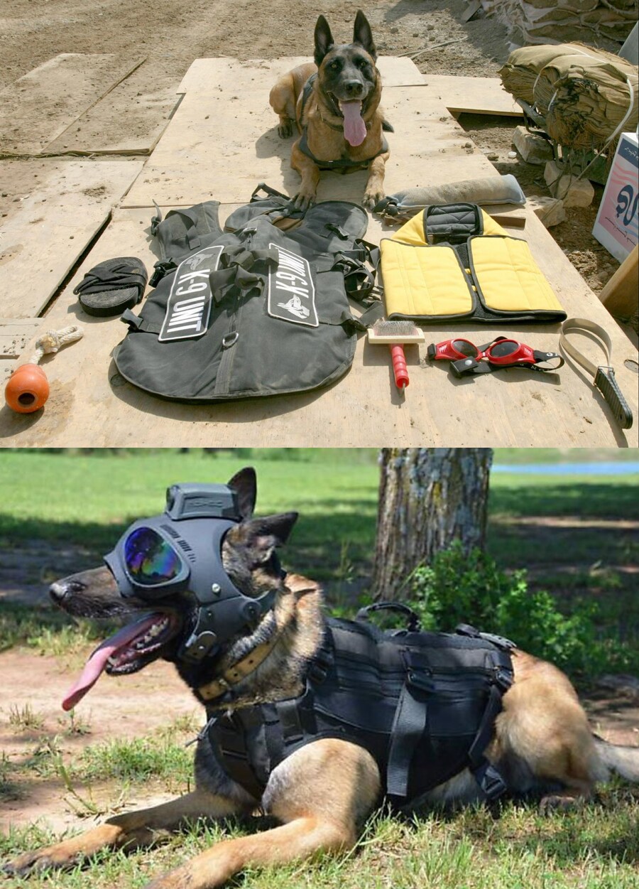 미국 경찰견 댕댕이의 사망률이 줄어든 이유.eu_1.jpg