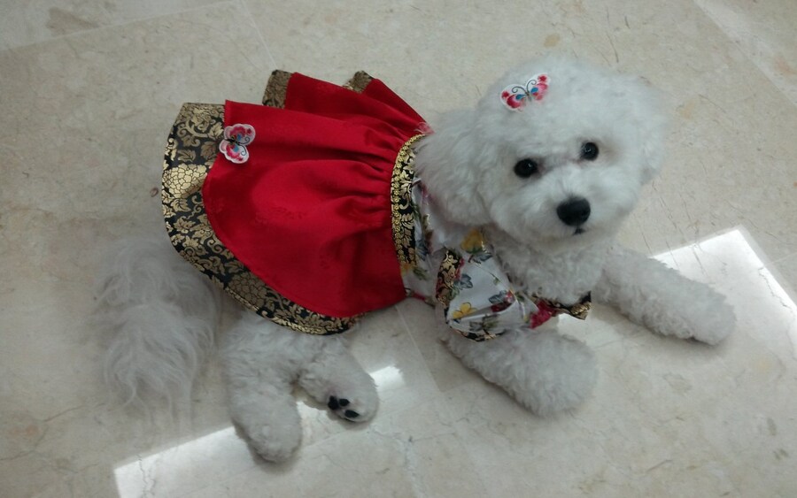 바나가 강아지별로 떠났습니다. (※스압 데이터 주의)_9.jpg