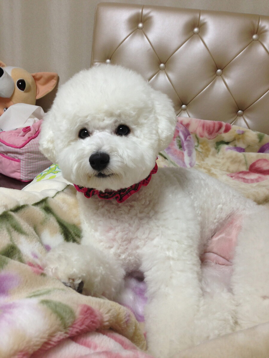 바나가 강아지별로 떠났습니다. (※스압 데이터 주의)_10.jpg