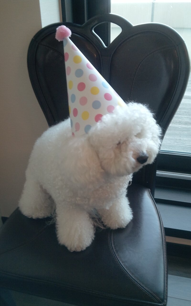 바나가 강아지별로 떠났습니다. (※스압 데이터 주의)_15.jpg