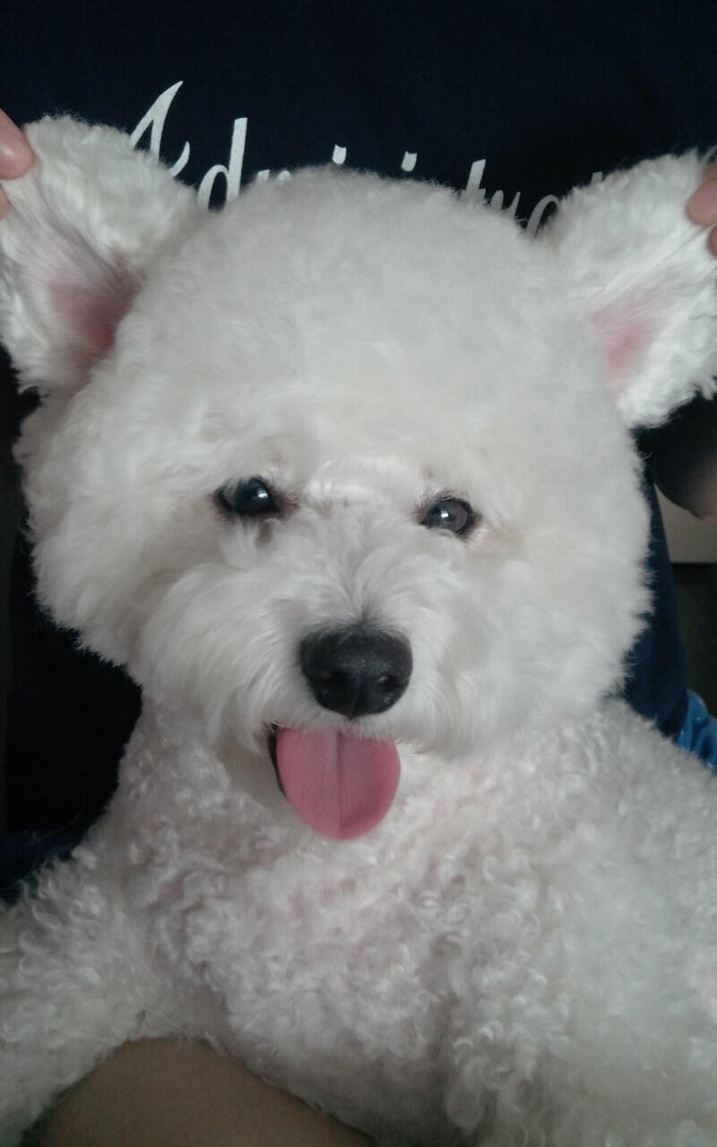 바나가 강아지별로 떠났습니다. (※스압 데이터 주의)_17.jpg