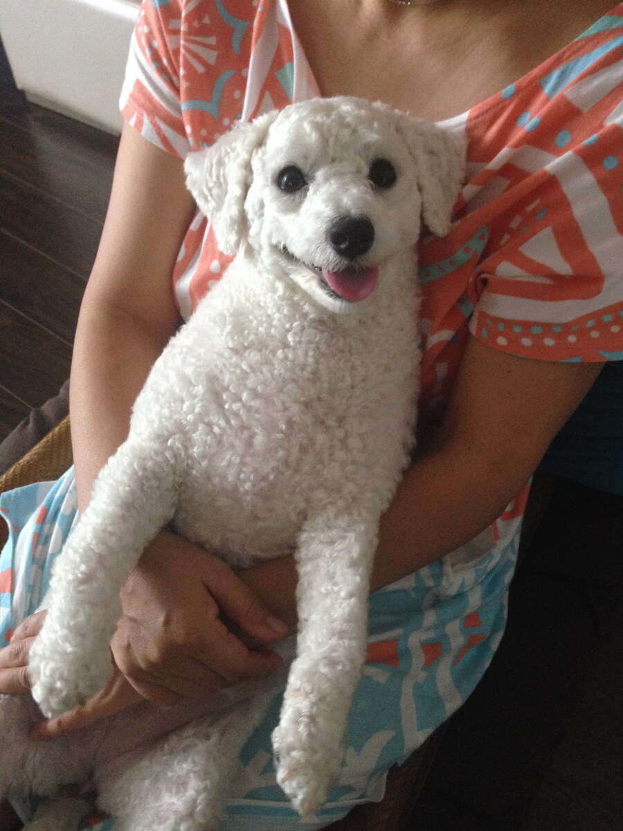 바나가 강아지별로 떠났습니다. (※스압 데이터 주의)_22.jpg