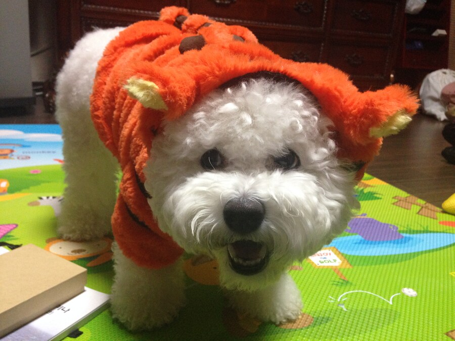 바나가 강아지별로 떠났습니다. (※스압 데이터 주의)_26.jpg