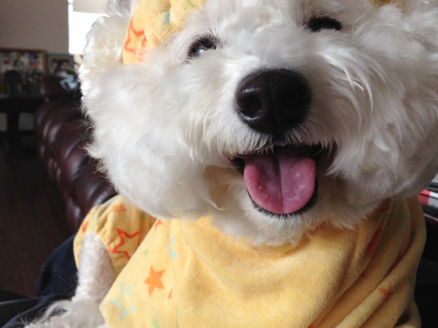 바나가 강아지별로 떠났습니다. (※스압 데이터 주의)_27.jpg