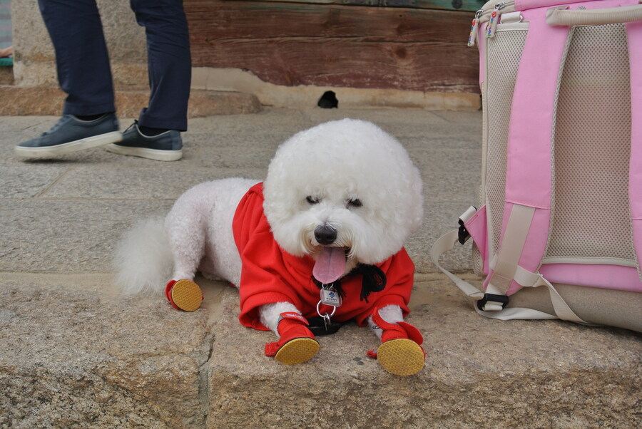 바나가 강아지별로 떠났습니다. (※스압 데이터 주의)_34.jpg