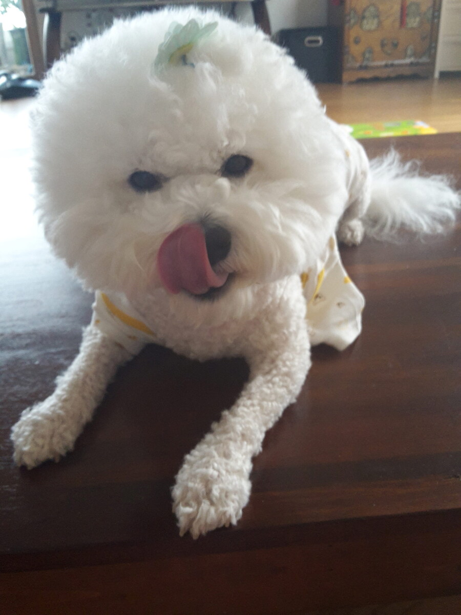 바나가 강아지별로 떠났습니다. (※스압 데이터 주의)_36.jpg