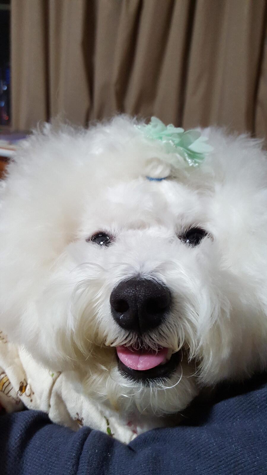 바나가 강아지별로 떠났습니다. (※스압 데이터 주의)_40.jpg