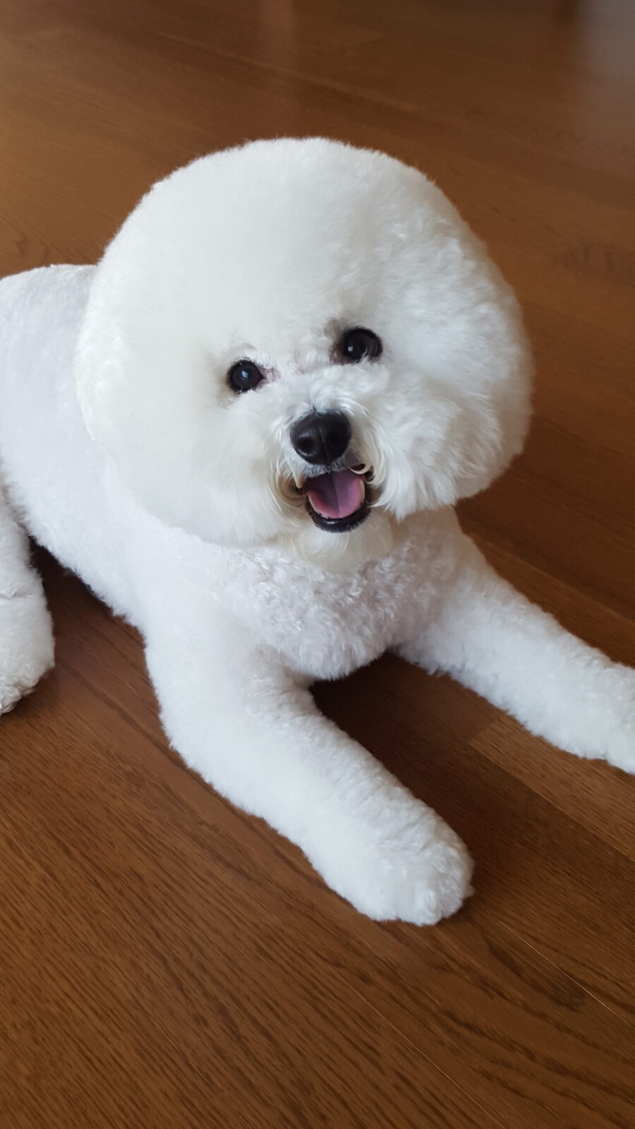 바나가 강아지별로 떠났습니다. (※스압 데이터 주의)_42.jpg