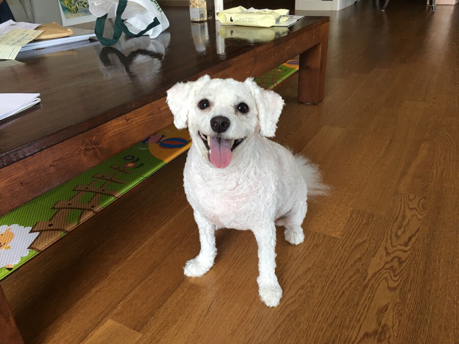 바나가 강아지별로 떠났습니다. (※스압 데이터 주의)_49.jpg