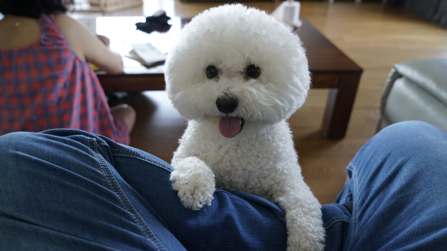 바나가 강아지별로 떠났습니다. (※스압 데이터 주의)_47.jpg