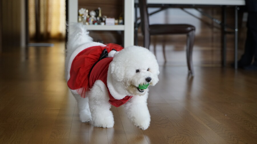 바나가 강아지별로 떠났습니다. (※스압 데이터 주의)_52.jpg