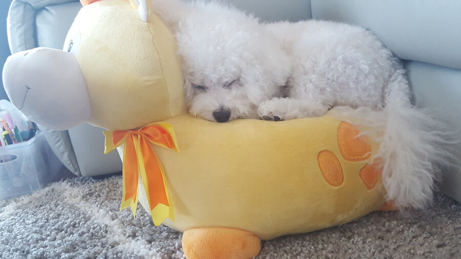 바나가 강아지별로 떠났습니다. (※스압 데이터 주의)_55.jpg