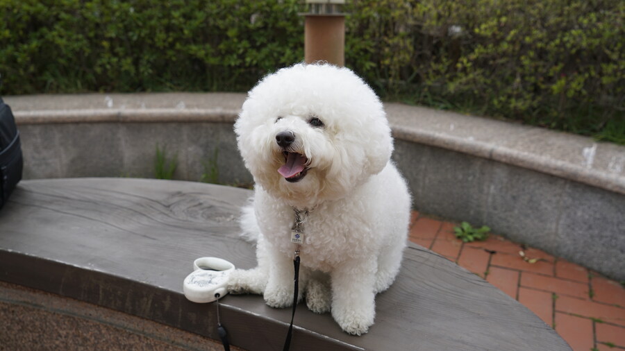 바나가 강아지별로 떠났습니다. (※스압 데이터 주의)_59.jpg