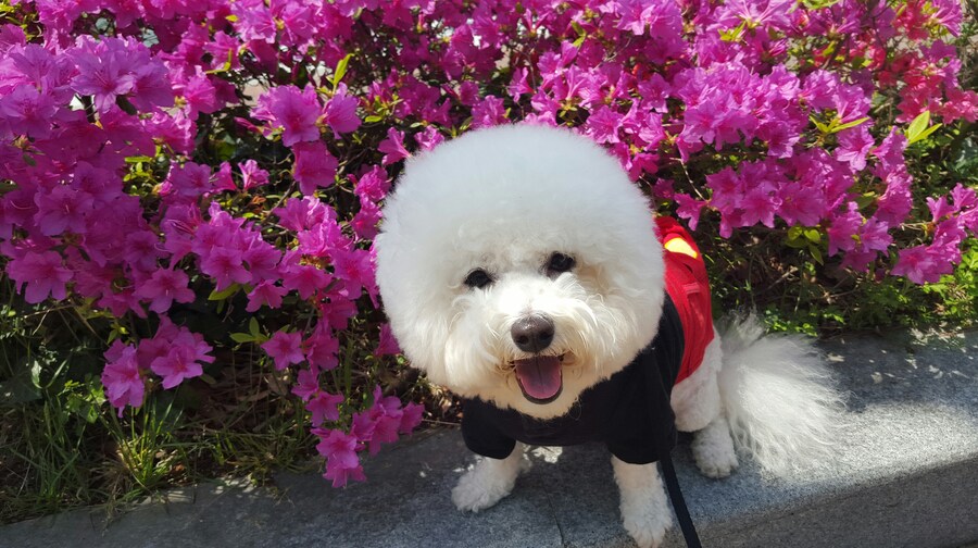 바나가 강아지별로 떠났습니다. (※스압 데이터 주의)_60.jpg