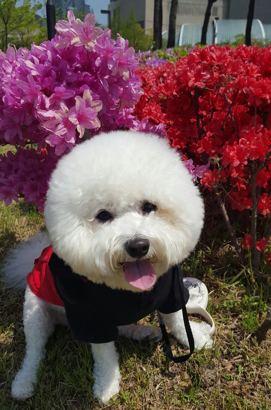 바나가 강아지별로 떠났습니다. (※스압 데이터 주의)_61.jpg