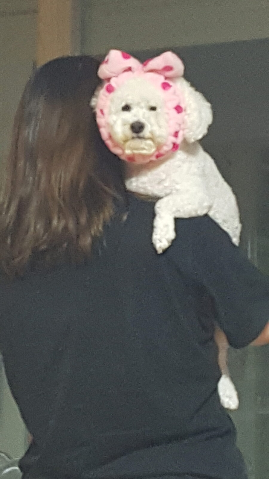 바나가 강아지별로 떠났습니다. (※스압 데이터 주의)_70.jpg