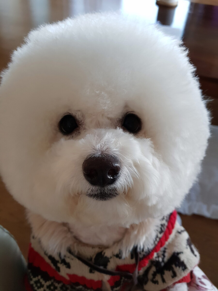 바나가 강아지별로 떠났습니다. (※스압 데이터 주의)_72.jpg