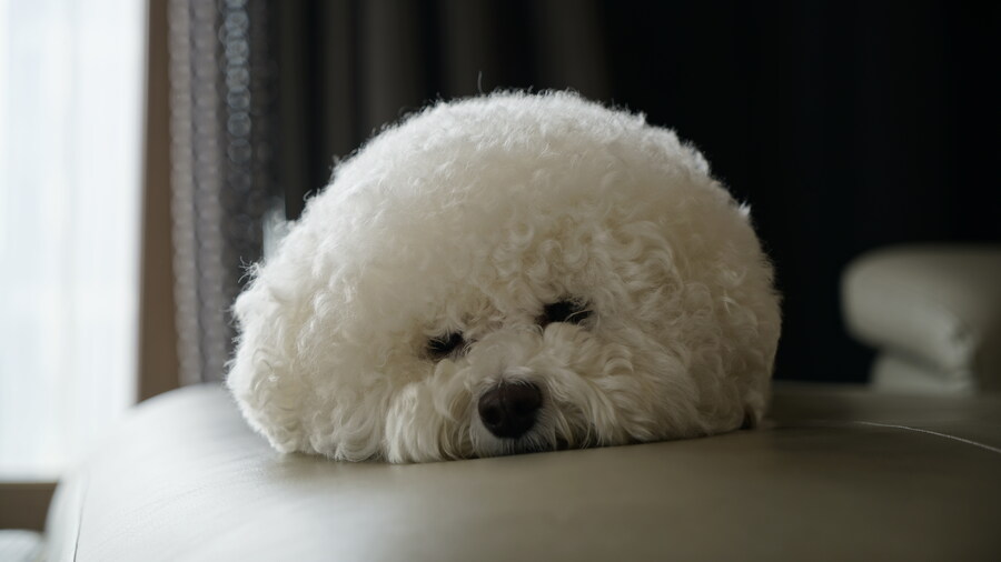 바나가 강아지별로 떠났습니다. (※스압 데이터 주의)_75.jpg