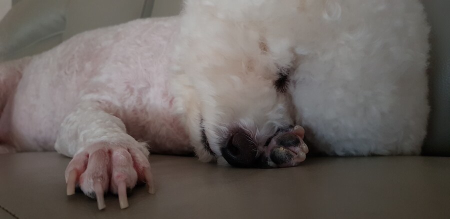 바나가 강아지별로 떠났습니다. (※스압 데이터 주의)_84.jpg