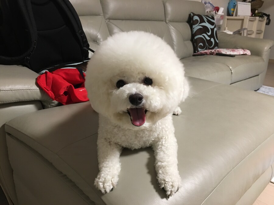 바나가 강아지별로 떠났습니다. (※스압 데이터 주의)_88.jpg