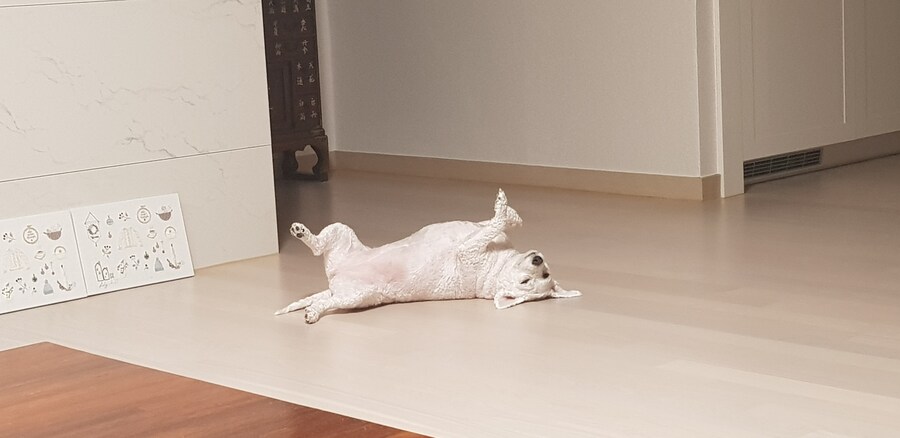 바나가 강아지별로 떠났습니다. (※스압 데이터 주의)_94.jpg