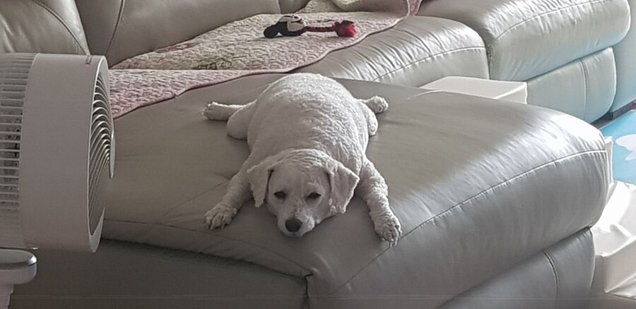 바나가 강아지별로 떠났습니다. (※스압 데이터 주의)_95.jpg