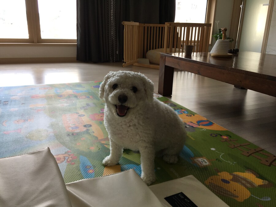 바나가 강아지별로 떠났습니다. (※스압 데이터 주의)_96.jpg