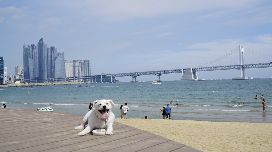 바나가 강아지별로 떠났습니다. (※스압 데이터 주의)_97.jpg