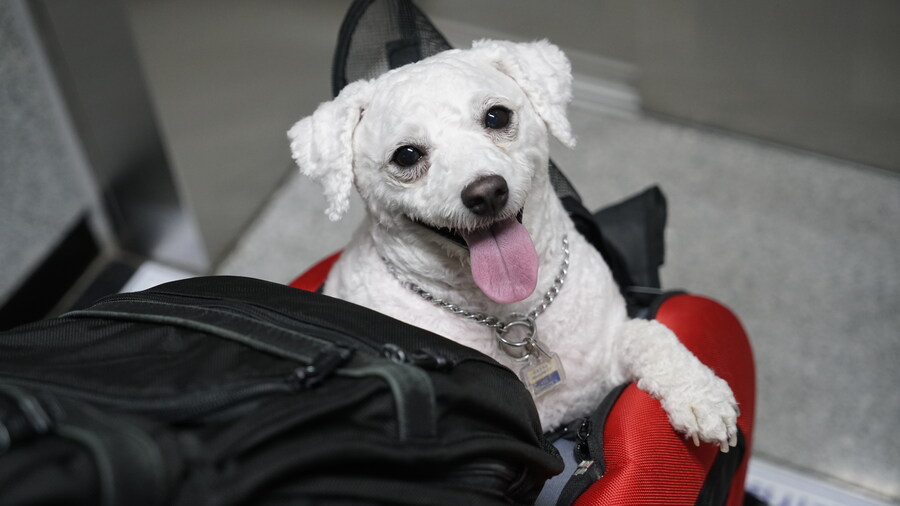 바나가 강아지별로 떠났습니다. (※스압 데이터 주의)_98.jpg