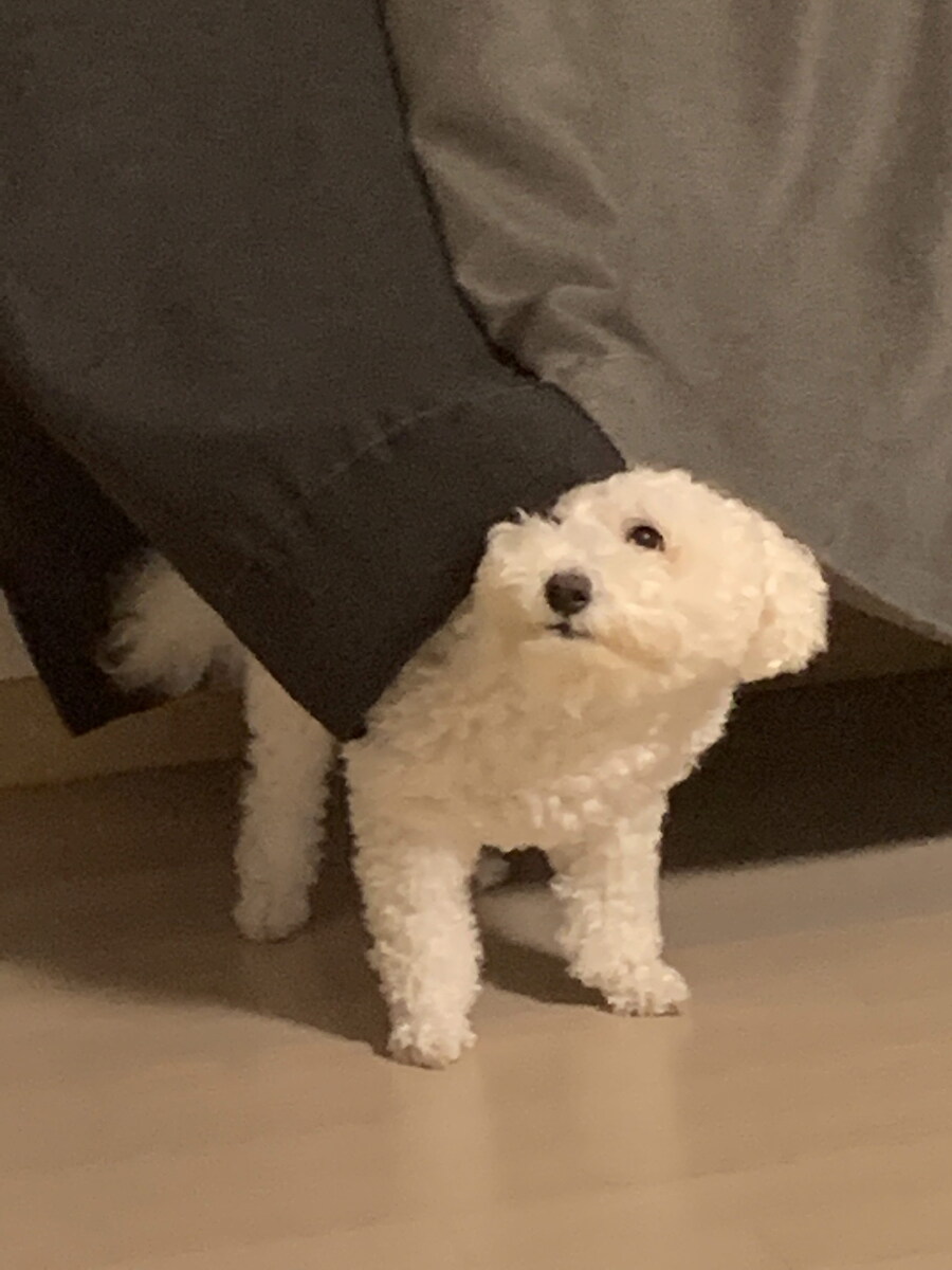 바나가 강아지별로 떠났습니다. (※스압 데이터 주의)_100.jpg