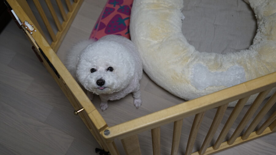 바나가 강아지별로 떠났습니다. (※스압 데이터 주의)_102.jpg