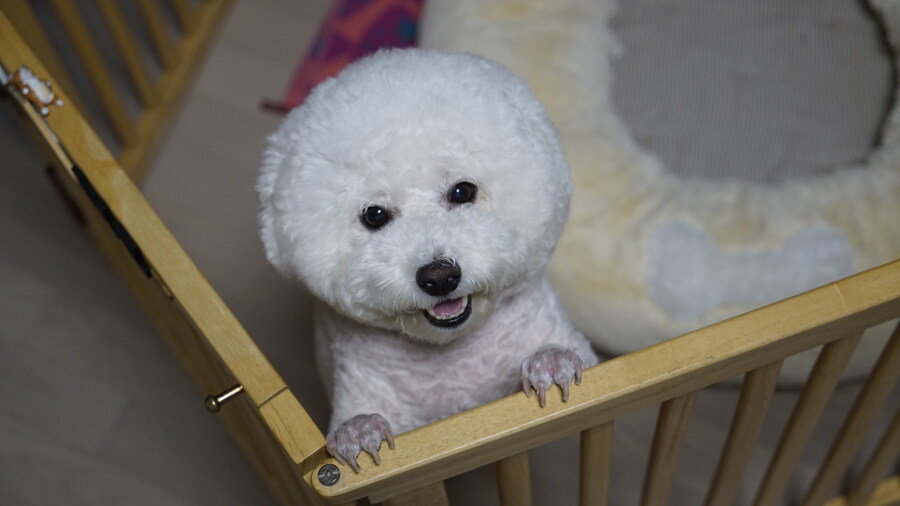 바나가 강아지별로 떠났습니다. (※스압 데이터 주의)_103.jpg