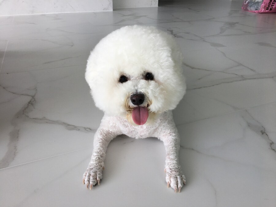 바나가 강아지별로 떠났습니다. (※스압 데이터 주의)_107.jpg