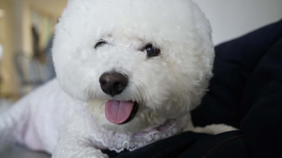 바나가 강아지별로 떠났습니다. (※스압 데이터 주의)_106.jpg