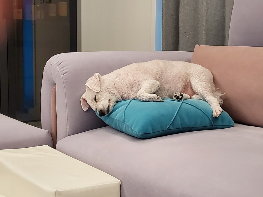 바나가 강아지별로 떠났습니다. (※스압 데이터 주의)_114.jpg