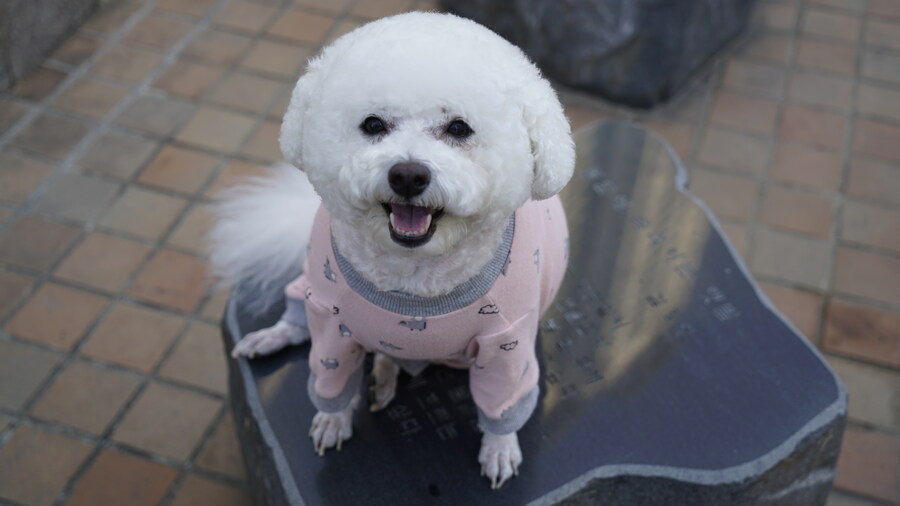 바나가 강아지별로 떠났습니다. (※스압 데이터 주의)_118.jpg