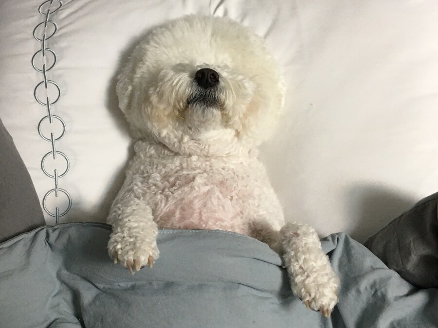 바나가 강아지별로 떠났습니다. (※스압 데이터 주의)_130.jpg