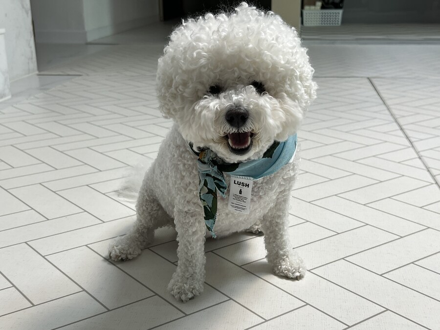 바나가 강아지별로 떠났습니다. (※스압 데이터 주의)_133.jpg