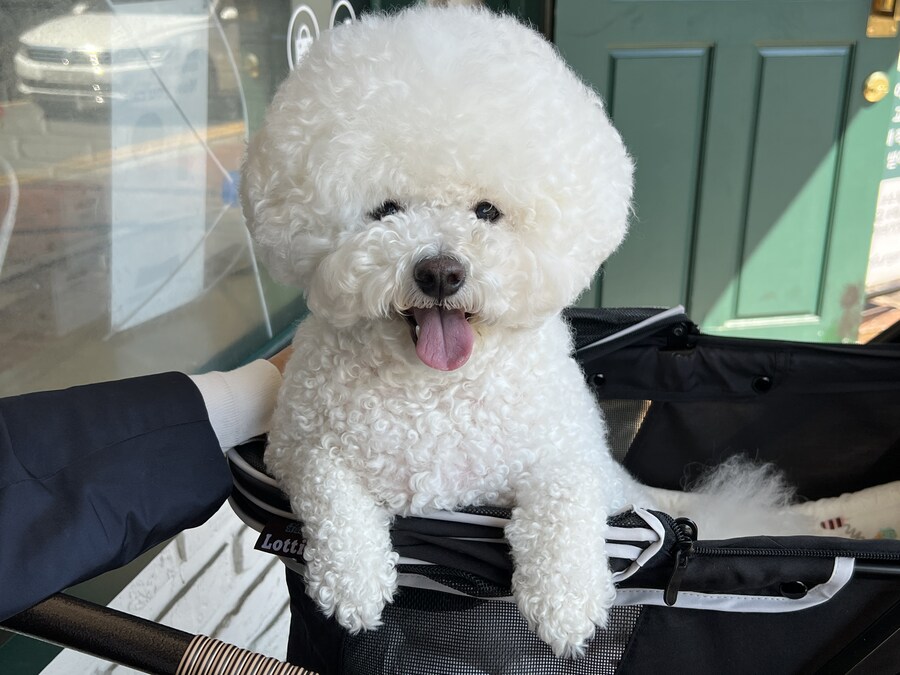 바나가 강아지별로 떠났습니다. (※스압 데이터 주의)_137.jpg