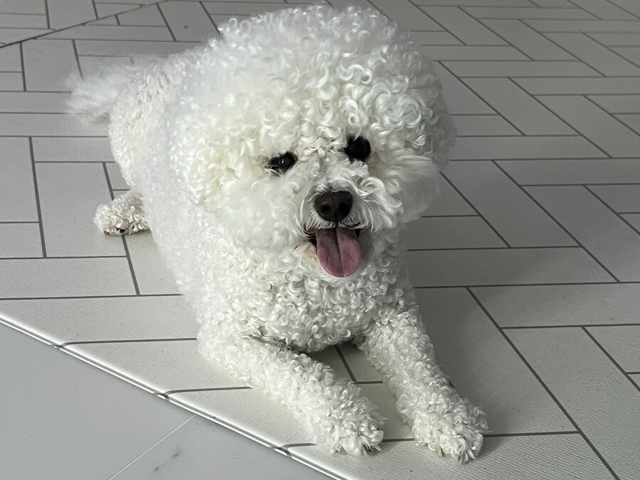 바나가 강아지별로 떠났습니다. (※스압 데이터 주의)_139.jpg