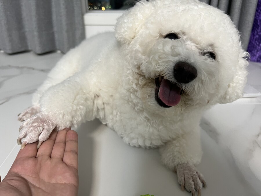 바나가 강아지별로 떠났습니다. (※스압 데이터 주의)_148.jpg